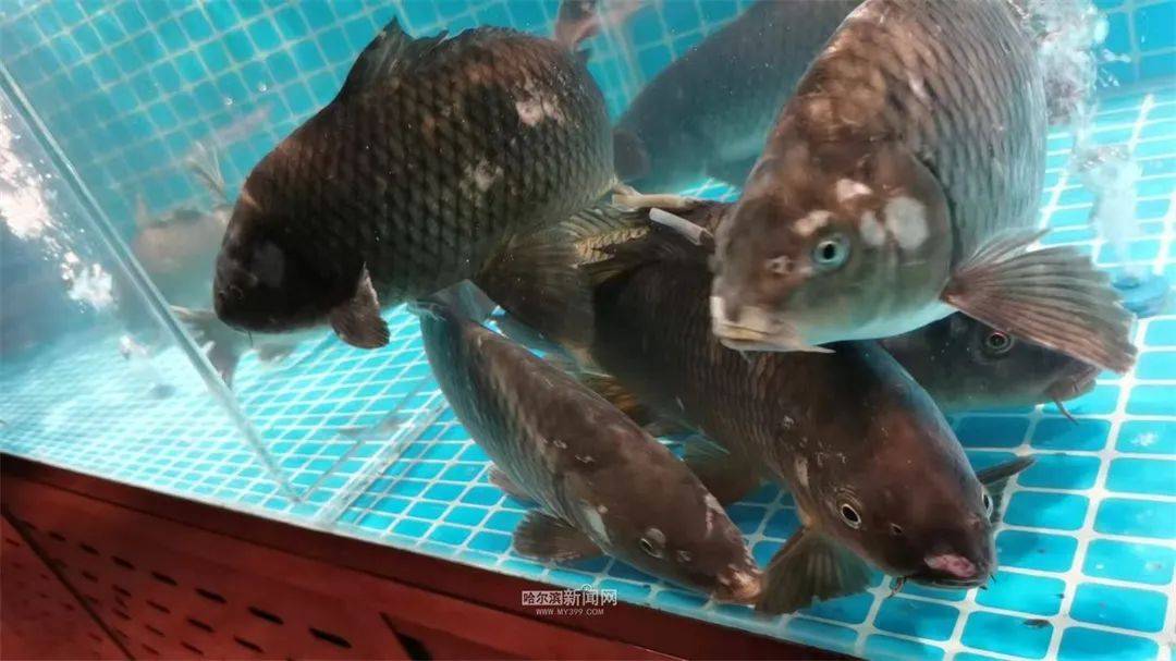 品鱼鲜丨冰城餐桌这样解锁春天的仪式感mg不朽情缘平台网站【开江节】观开江