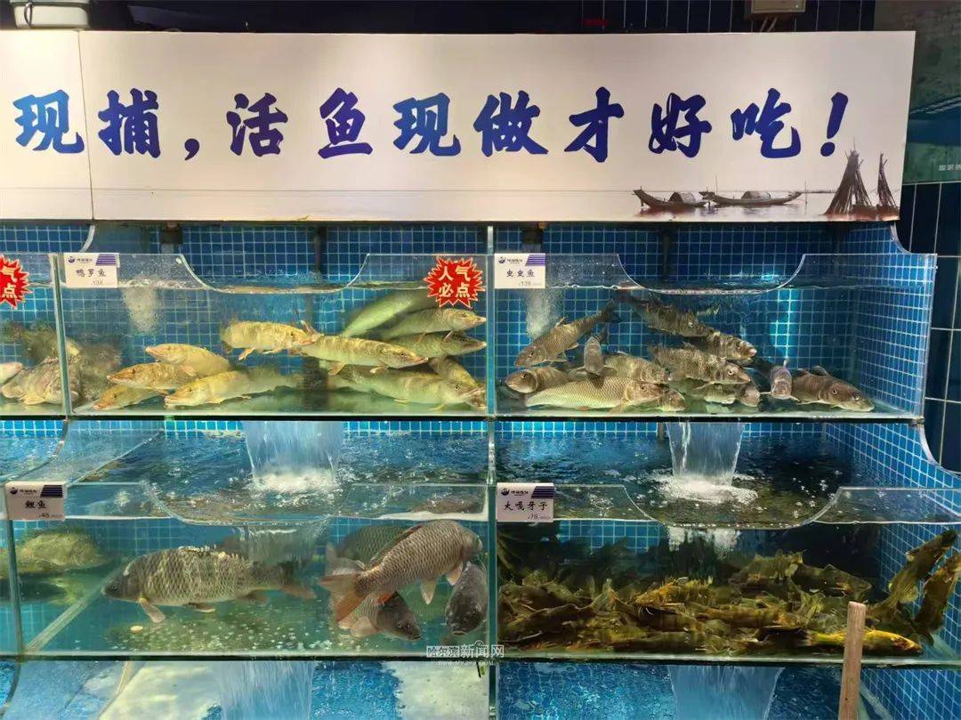 品鱼鲜丨冰城餐桌这样解锁春天的仪式感mg不朽情缘平台网站【开江节】观开江(图2)